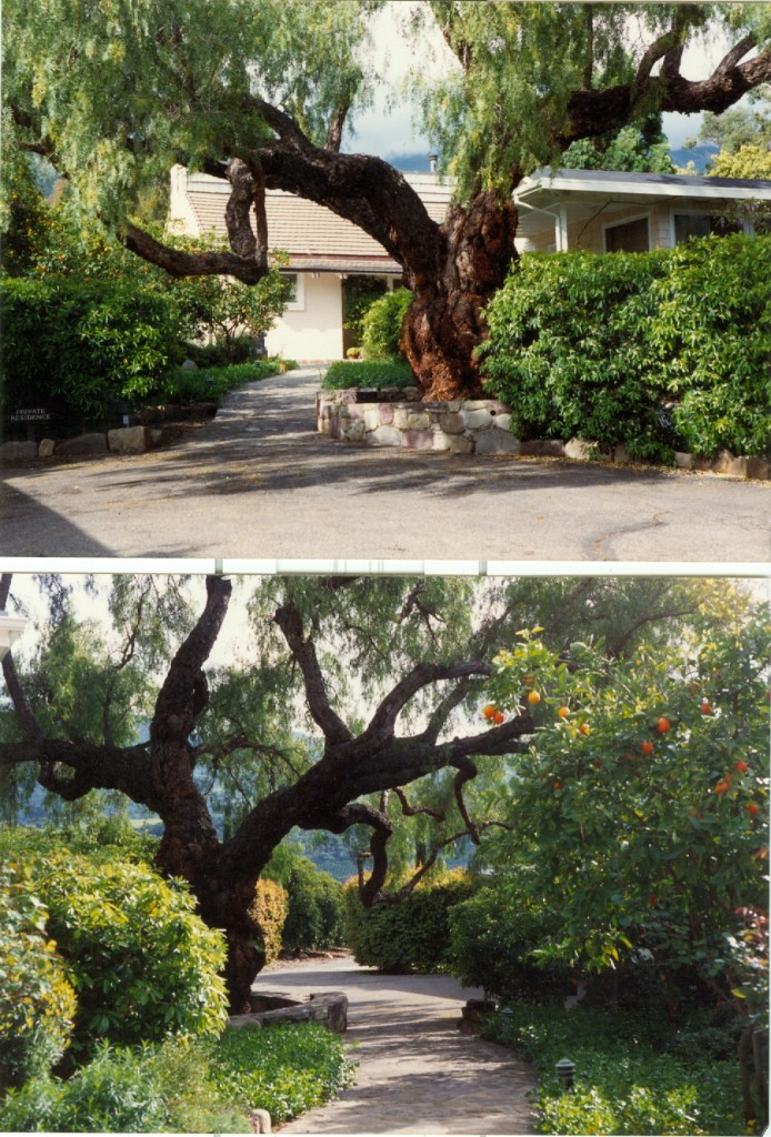 The walk into and out of Pine Cottage past the Pepper Tree. Copyright Mary Zimbalist.
